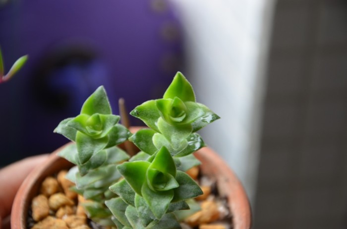 十字星錦的養(yǎng)殖方法？十字星錦扦插繁殖？【圖】