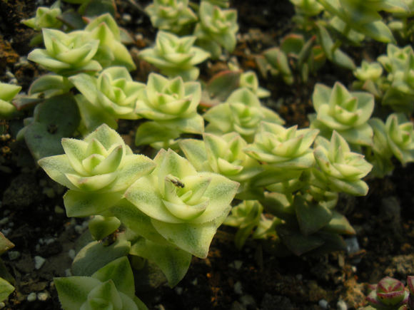 十字星錦的養(yǎng)殖方法？十字星錦扦插繁殖？【圖】