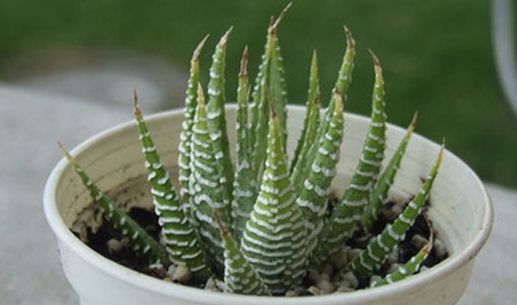 條紋蛇尾蘭多少錢？條紋蛇尾蘭怎么養(yǎng)？條紋蛇尾蘭的養(yǎng)殖方法？【圖】