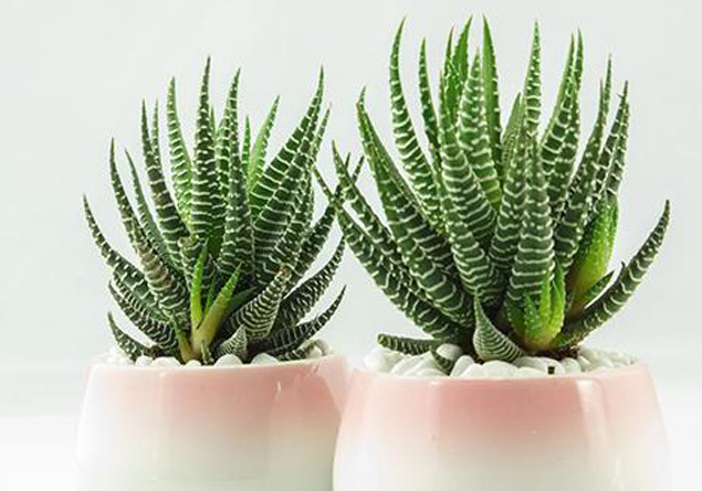 條紋蛇尾蘭多少錢？條紋蛇尾蘭怎么養(yǎng)？條紋蛇尾蘭的養(yǎng)殖方法？【圖】