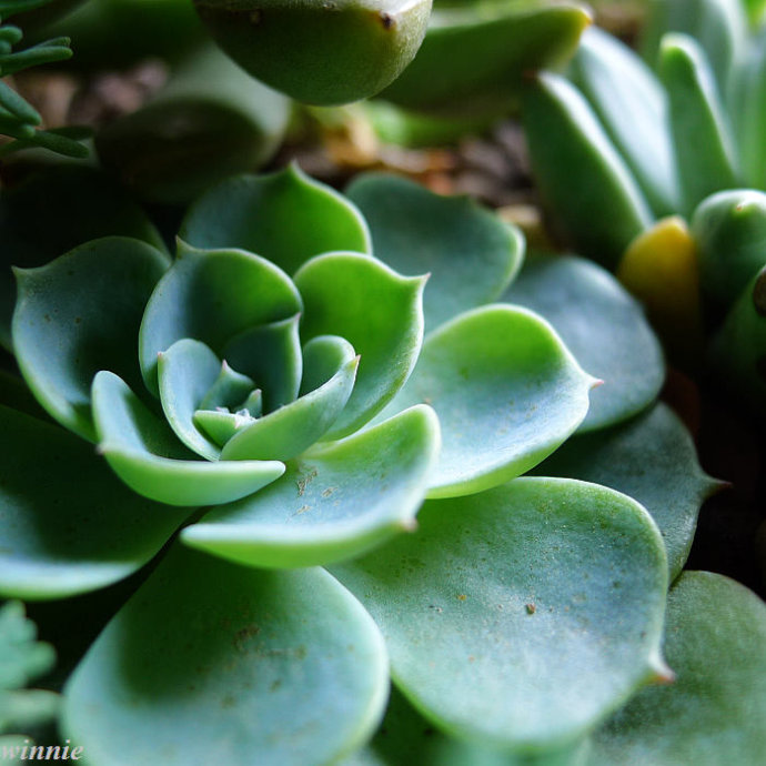 蘭黛蓮怎么養(yǎng)？蘭黛蓮的養(yǎng)殖方法？【圖】