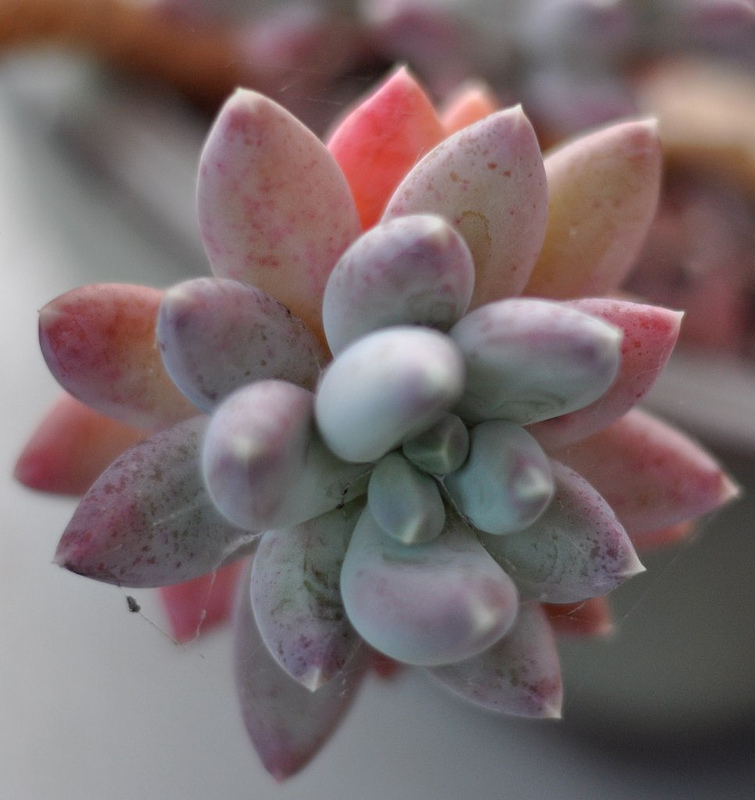 蘭黛蓮怎么養(yǎng)？蘭黛蓮的養(yǎng)殖方法？【圖】