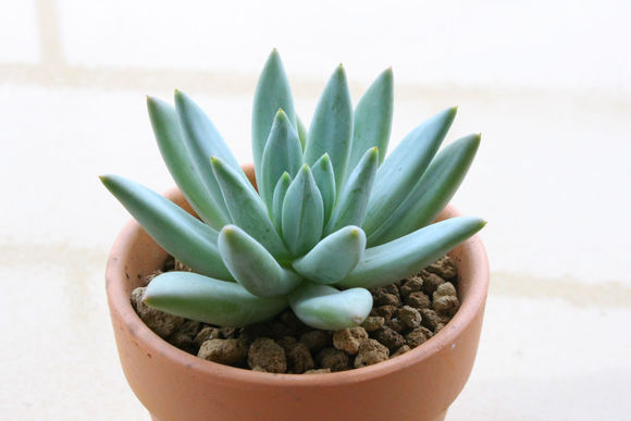 蘭黛蓮怎么養(yǎng)？蘭黛蓮的養(yǎng)殖方法？【圖】