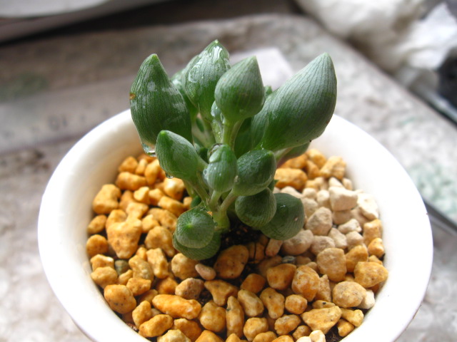 錦上珠介紹及圖片？錦上珠的養(yǎng)殖方法？【圖】