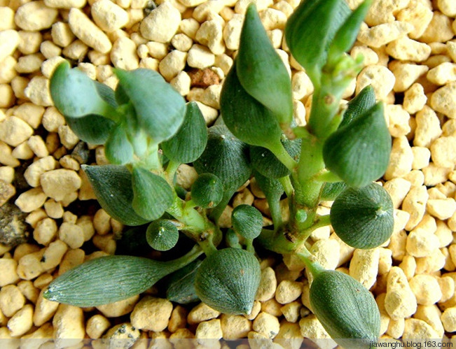 錦上珠介紹及圖片？錦上珠的養(yǎng)殖方法？【圖】