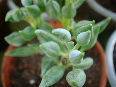 錦上珠介紹及圖片？錦上珠的養(yǎng)殖方法？【圖】