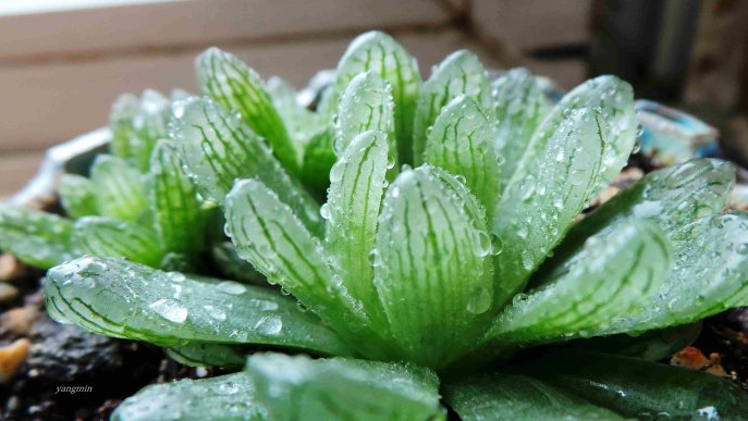 蟬翼玉露怎么養(yǎng)?蟬翼玉露的養(yǎng)殖方法？【圖】