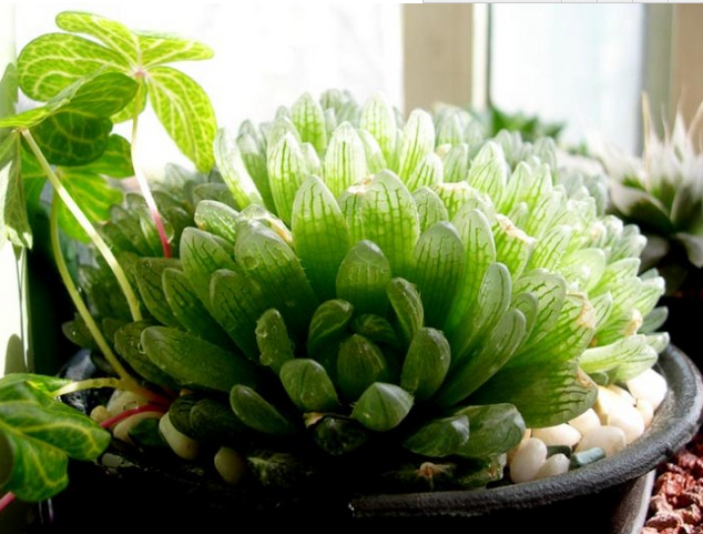 蟬翼玉露怎么養(yǎng)?蟬翼玉露的養(yǎng)殖方法？【圖】