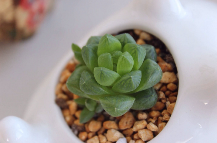 蟬翼玉露怎么養(yǎng)?蟬翼玉露的養(yǎng)殖方法？【圖】