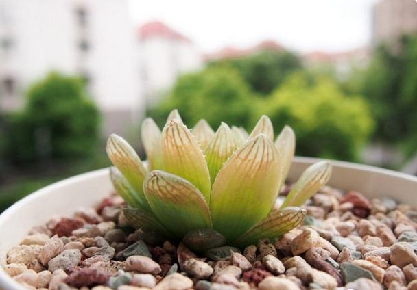 蟬翼玉露怎么養(yǎng)?蟬翼玉露的養(yǎng)殖方法？【圖】