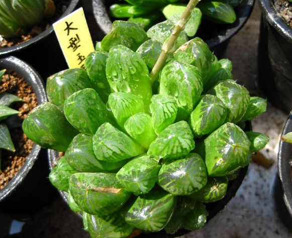 大型玉露能長多大？大型玉露的養(yǎng)殖方法?大型玉露介紹及圖片?【圖】