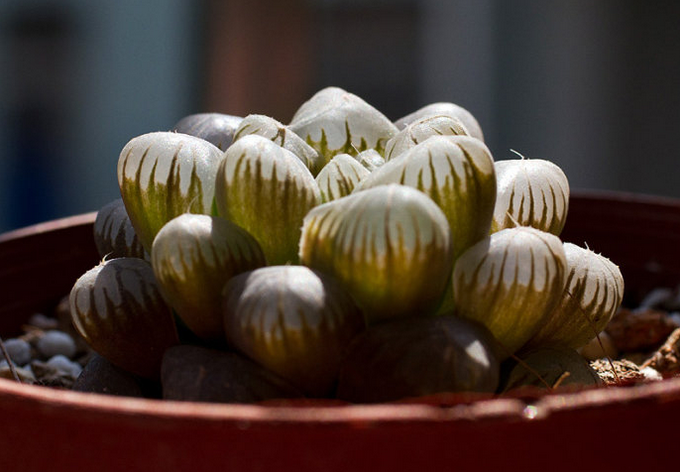 大型玉露能長多大？大型玉露的養(yǎng)殖方法?大型玉露介紹及圖片?【圖】