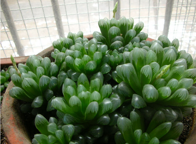 大型玉露能長多大？大型玉露的養(yǎng)殖方法?大型玉露介紹及圖片?【圖】