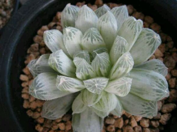 白斑玉露怎么養(yǎng)?白斑玉露的養(yǎng)殖方法?白斑玉露葉子干癟怎么辦？【圖】