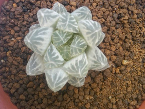 白斑玉露怎么養(yǎng)?白斑玉露的養(yǎng)殖方法?白斑玉露葉子干癟怎么辦？【圖】