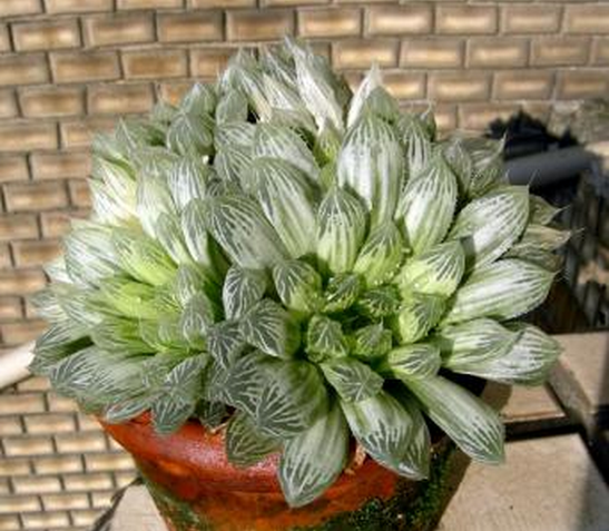 白斑玉露怎么養(yǎng)?白斑玉露的養(yǎng)殖方法?白斑玉露葉子干癟怎么辦？【圖】