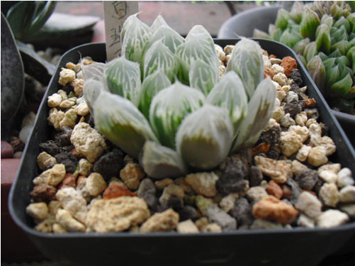 白斑玉露怎么養(yǎng)?白斑玉露的養(yǎng)殖方法?白斑玉露葉子干癟怎么辦？【圖】