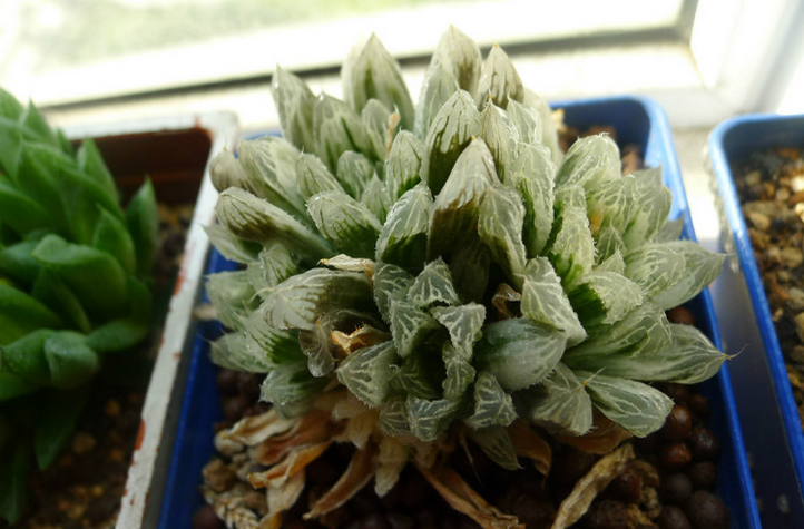 白斑玉露怎么養(yǎng)?白斑玉露的養(yǎng)殖方法?白斑玉露葉子干癟怎么辦？【圖】