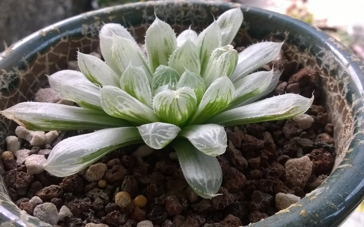 白斑玉露怎么養(yǎng)?白斑玉露的養(yǎng)殖方法?白斑玉露葉子干癟怎么辦？【圖】