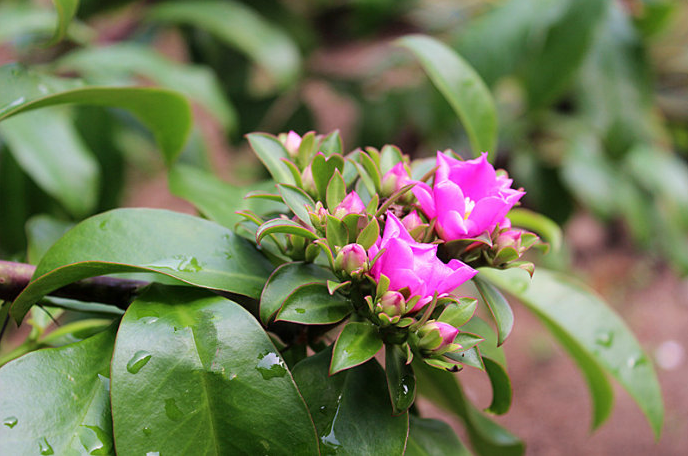 櫻麒麟圖片及介紹?櫻麒麟的養(yǎng)殖方法?櫻麒麟嫁接蟹爪蘭?【圖】