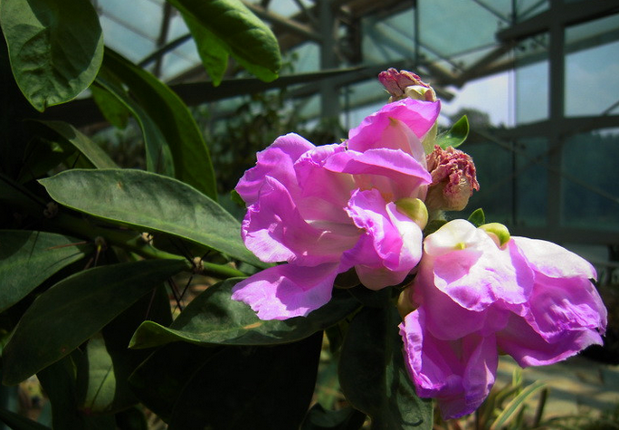 櫻麒麟圖片及介紹?櫻麒麟的養(yǎng)殖方法?櫻麒麟嫁接蟹爪蘭?【圖】