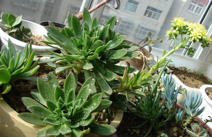 毛葉蓮花掌的養(yǎng)殖方法?毛葉蓮花掌的注意事項(xiàng)?【圖】