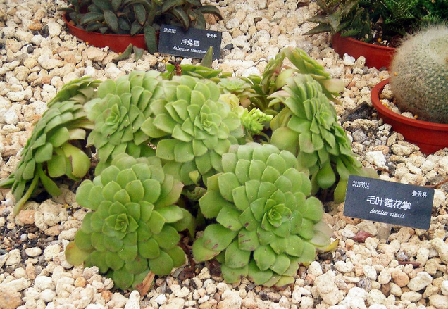 毛葉蓮花掌的養(yǎng)殖方法?毛葉蓮花掌的注意事項(xiàng)?【圖】