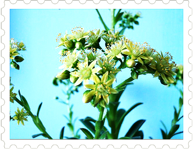 毛葉蓮花掌的養(yǎng)殖方法?毛葉蓮花掌的注意事項(xiàng)?【圖】