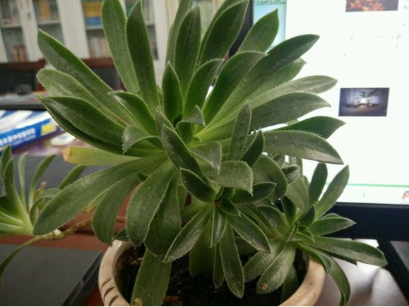 毛葉蓮花掌的養(yǎng)殖方法?毛葉蓮花掌的注意事項(xiàng)?【圖】