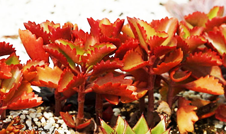 朱蓮多肉圖片及介紹?朱蓮的養(yǎng)殖方法?【圖】