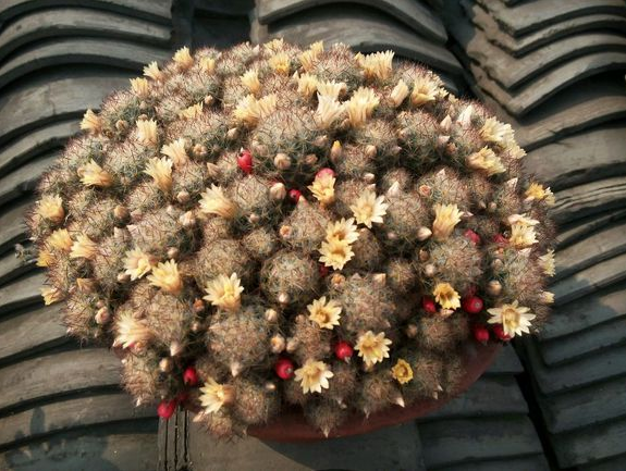 松霞仙人球的養(yǎng)殖方法及注意事項(xiàng)？多肉植物松霞怎么養(yǎng)?【圖】