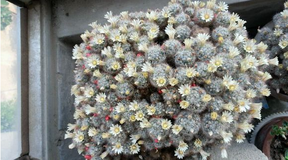 松霞仙人球的養(yǎng)殖方法及注意事項(xiàng)？多肉植物松霞怎么養(yǎng)?【圖】