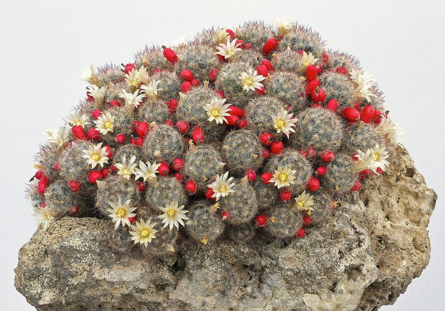 松霞仙人球的養(yǎng)殖方法及注意事項(xiàng)？多肉植物松霞怎么養(yǎng)?【圖】