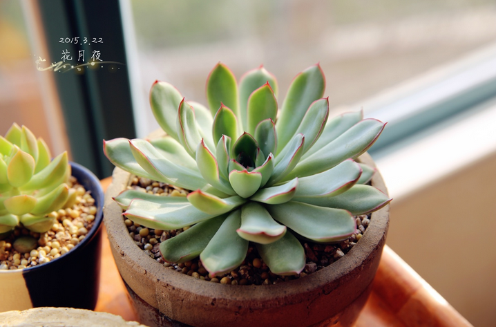 花月夜怎么養(yǎng)？花月夜的養(yǎng)殖方法?【圖】