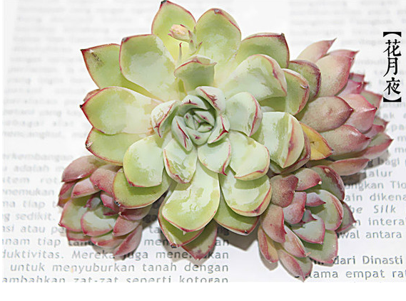 花月夜怎么養(yǎng)？花月夜的養(yǎng)殖方法?【圖】