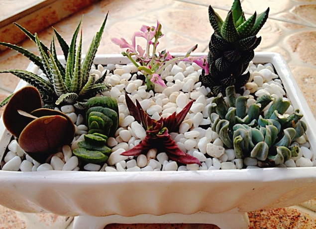 九輪塔圖片及介紹？九輪塔的養(yǎng)殖方法？【圖】