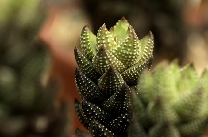 九輪塔圖片及介紹？九輪塔的養(yǎng)殖方法？【圖】