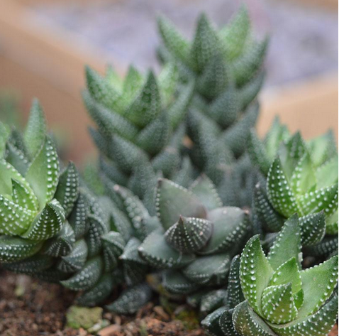 九輪塔圖片及介紹？九輪塔的養(yǎng)殖方法？【圖】