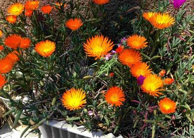 龍須海棠有毒嗎？龍須海棠的養(yǎng)殖方法？【圖】