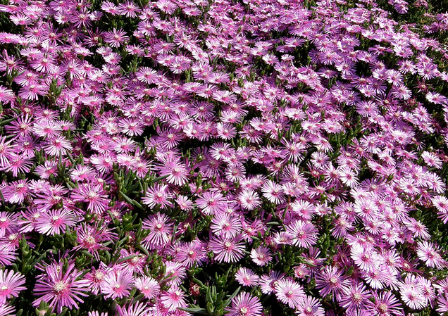 龍須海棠有毒嗎？龍須海棠的養(yǎng)殖方法？【圖】