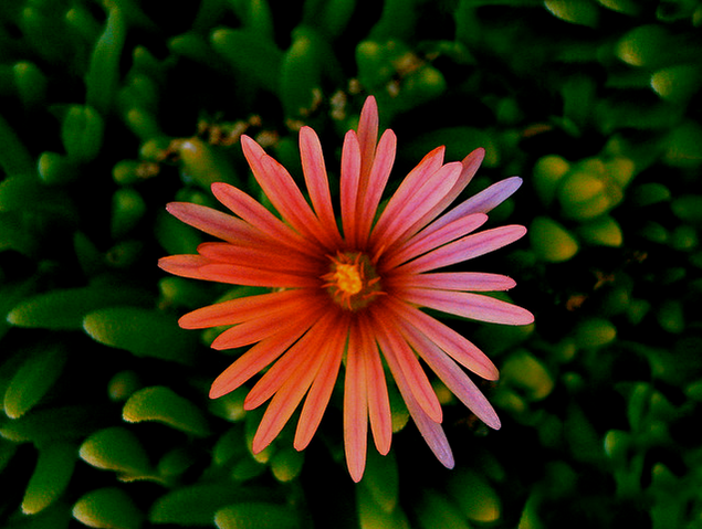 龍須海棠有毒嗎？龍須海棠的養(yǎng)殖方法？【圖】