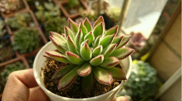 紅輝艷怎么養(yǎng)？紅輝艷的養(yǎng)殖方法和注意事項？【圖】