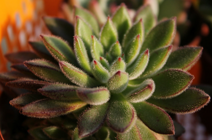 紅輝艷怎么養(yǎng)？紅輝艷的養(yǎng)殖方法和注意事項？【圖】