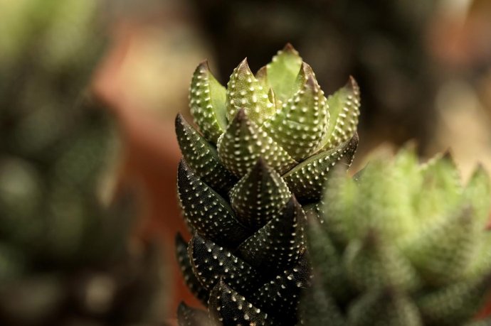 九輪塔會開花嗎？九輪塔的養(yǎng)殖方法？【圖】