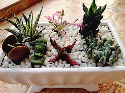 九輪塔會開花嗎？九輪塔的養(yǎng)殖方法？【圖】