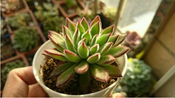 紅輝艷怎么養(yǎng)?紅輝艷的養(yǎng)殖方法和注意事項？【圖】