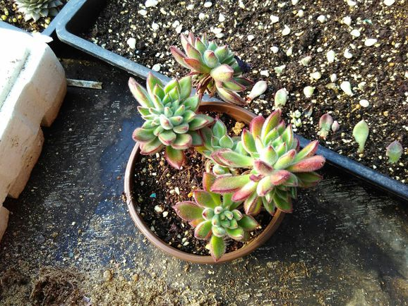 紅輝艷怎么養(yǎng)?紅輝艷的養(yǎng)殖方法和注意事項？【圖】