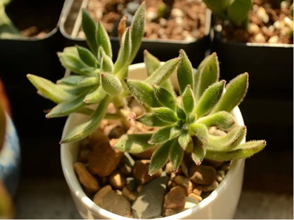 紅輝艷怎么養(yǎng)?紅輝艷的養(yǎng)殖方法和注意事項？【圖】