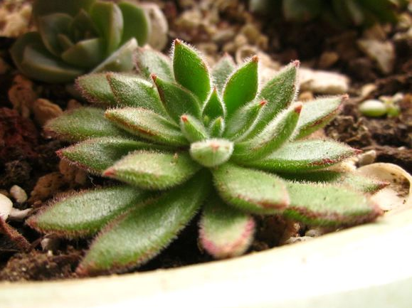 紅輝艷怎么養(yǎng)?紅輝艷的養(yǎng)殖方法和注意事項？【圖】