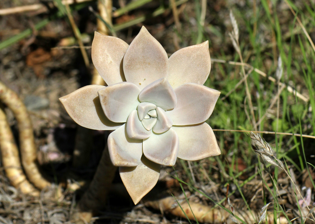 朧月怎么養(yǎng)?朧月的養(yǎng)殖方法？【圖】